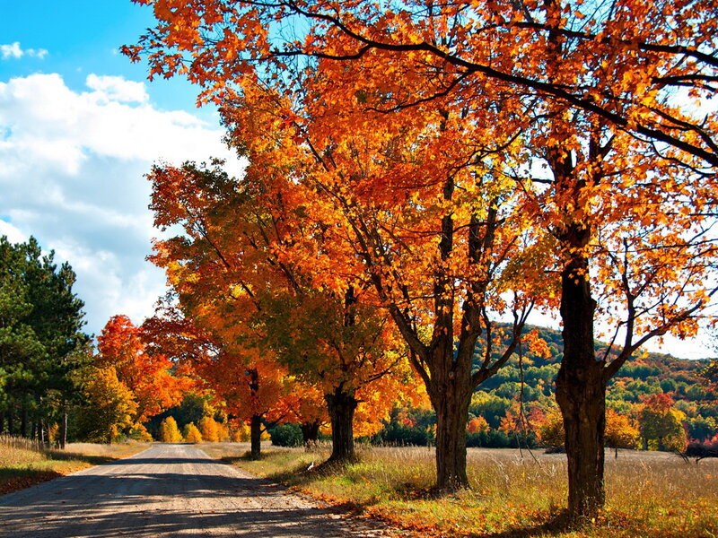 Autumn Trees on Road