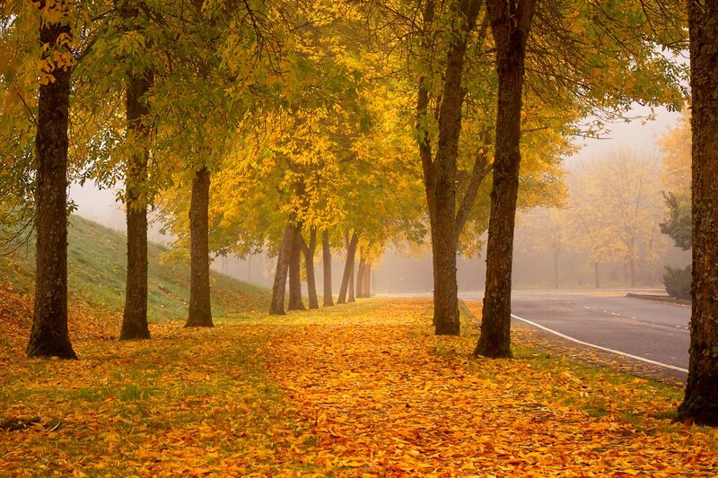 Autumn Trees on Road — Yellow