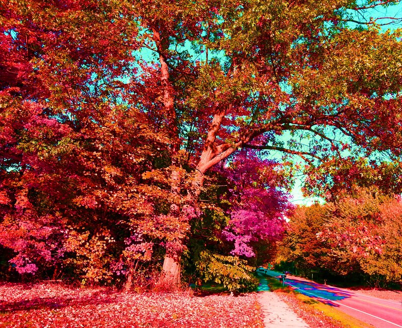Autumn Trees on Roadside