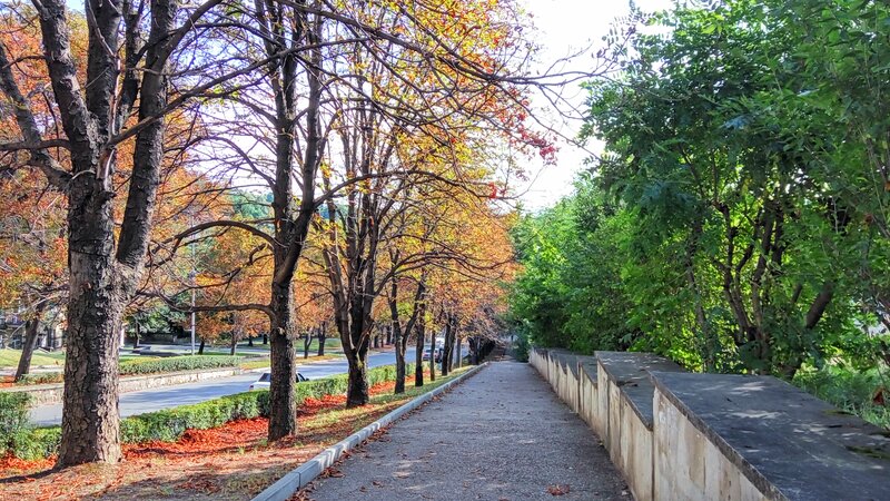Autumn Trees on Sidewalk — Orange