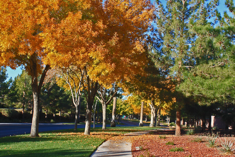 Autumn Trees on Sidewalk