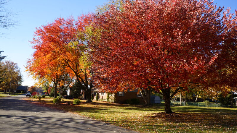 Autumn Trees on Street — Red, Serene