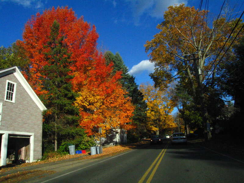 Autumn Trees on Street