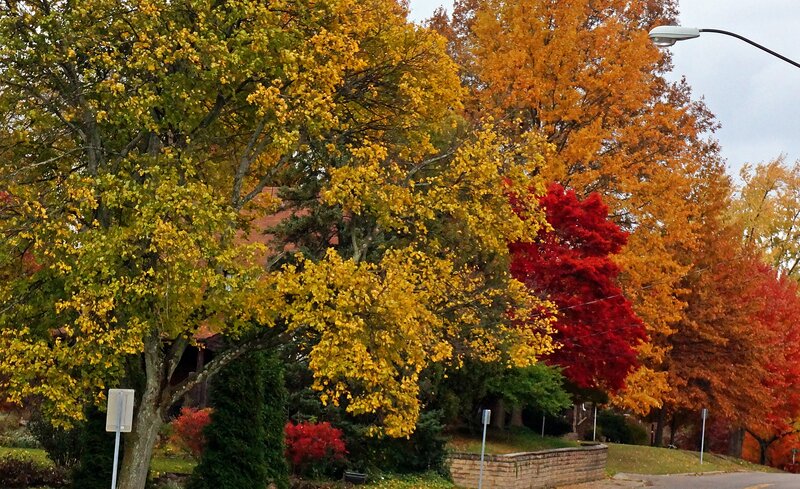 Autumn Trees on Street — Yellow, Calm