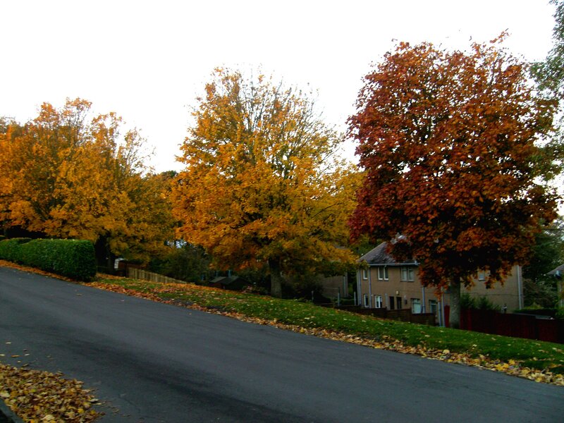 Autumn Trees on Street — Yellow