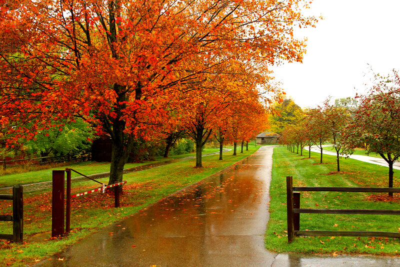 Autumn Trees on Wet Path