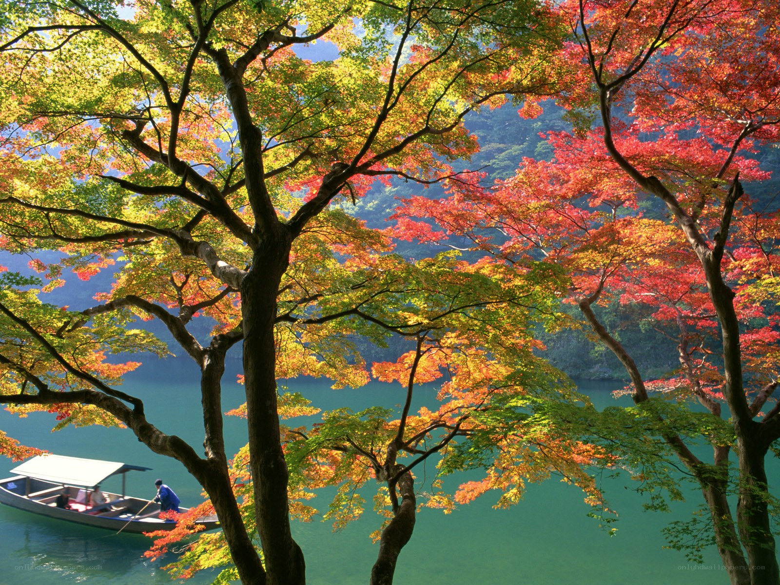 Autumn trees over a lake