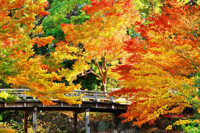 Autumn Trees over Bridge