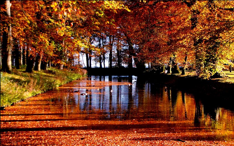Autumn Trees over Canal — Orange, Serene