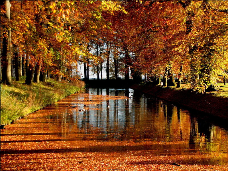 Autumn Trees over Canal — Orange