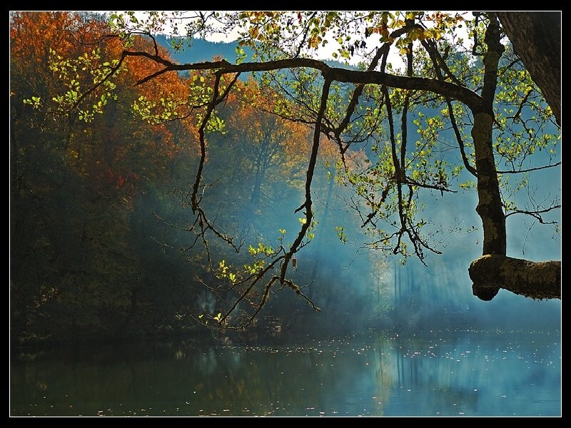 Autumn Trees over Lake — Green