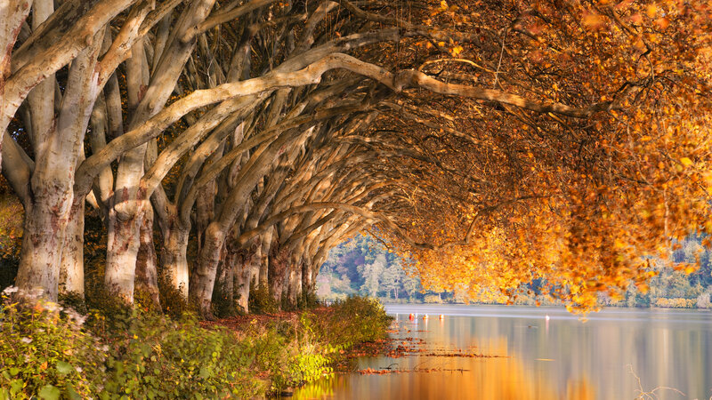 Autumn Trees over Lake — Orange, Serene