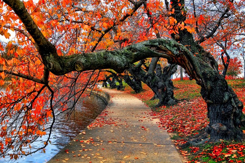 Autumn Trees over Path — Orange, Serene, Photograph