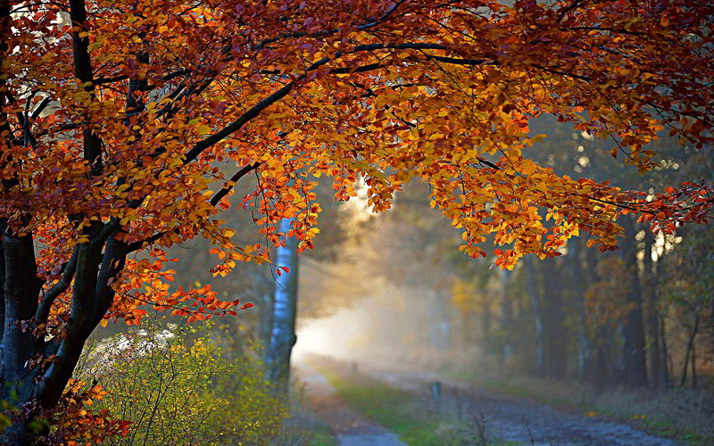 Autumn Trees over Path — Orange, Serene