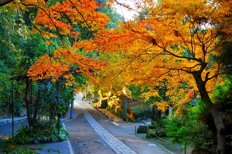 Autumn Trees over Path — Orange