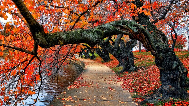 Autumn Trees over Path — Red