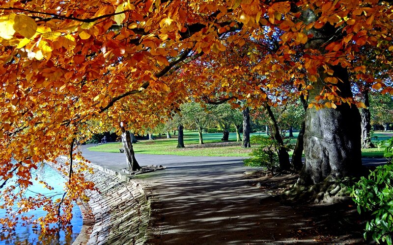 Autumn Trees over Path