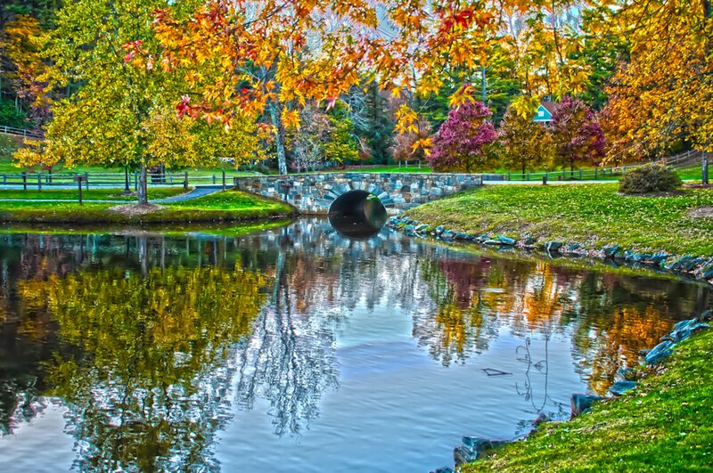 Autumn Trees over Pond — Green