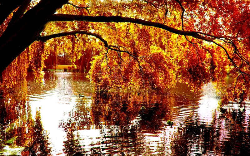 Autumn Trees over Pond — Orange, Serene
