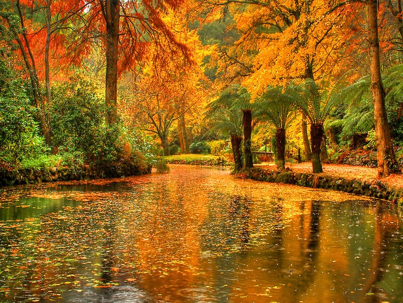 Autumn Trees over Pond — Orange