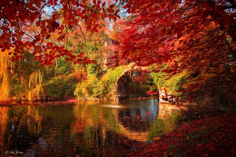 Autumn Trees over Pond — Red, Serene, Photograph