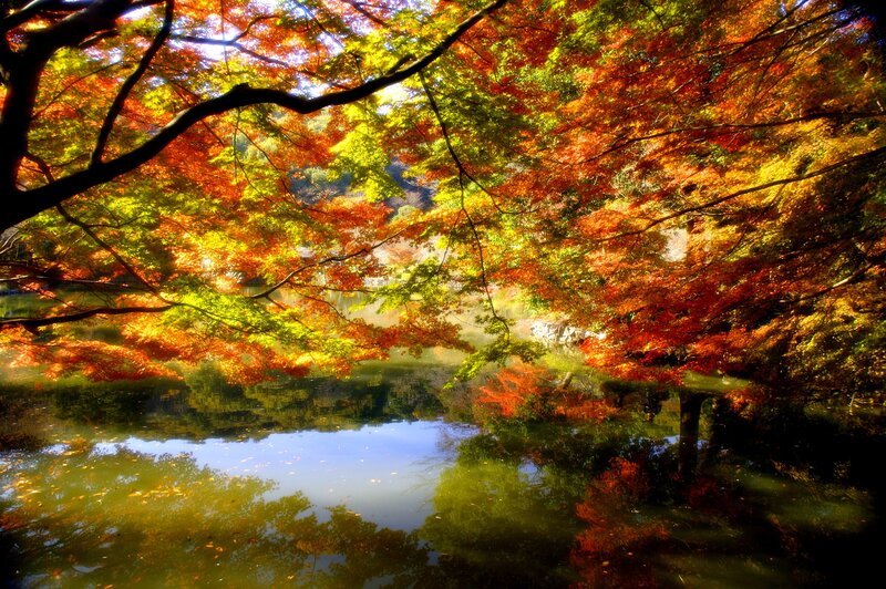 Autumn Trees over Pond — Red, Serene
