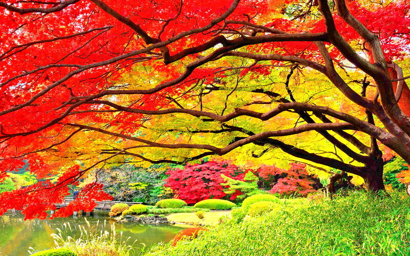 Autumn Trees over Pond — Red