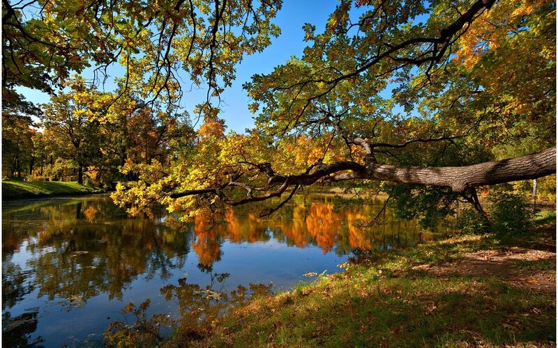 Autumn Trees over Pond — Yellow, Serene