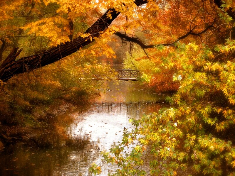Autumn Trees over Pond — Yellow