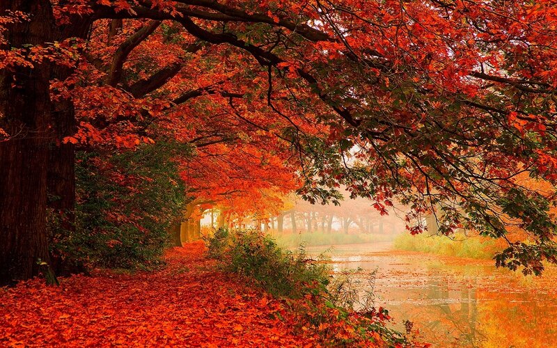 Autumn Trees over River — Red, Serene