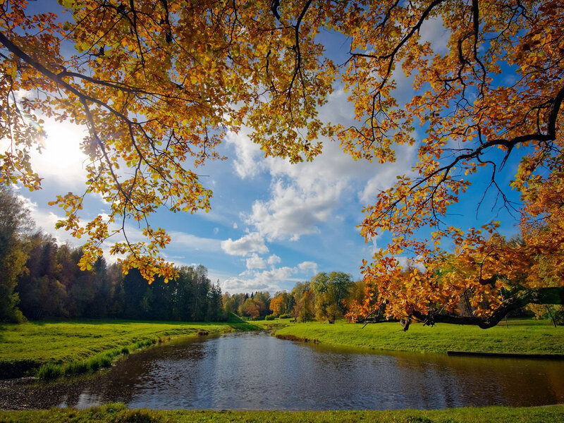 Autumn Trees over River
