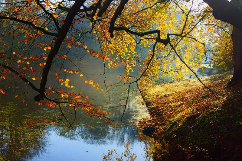 Autumn Trees over River — Yellow, Serene, Photograph