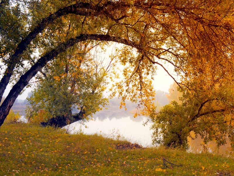 Autumn Trees over River — Yellow, Serene