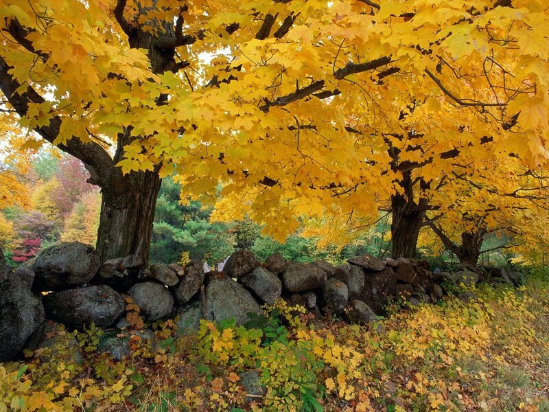 Autumn trees over stone wall