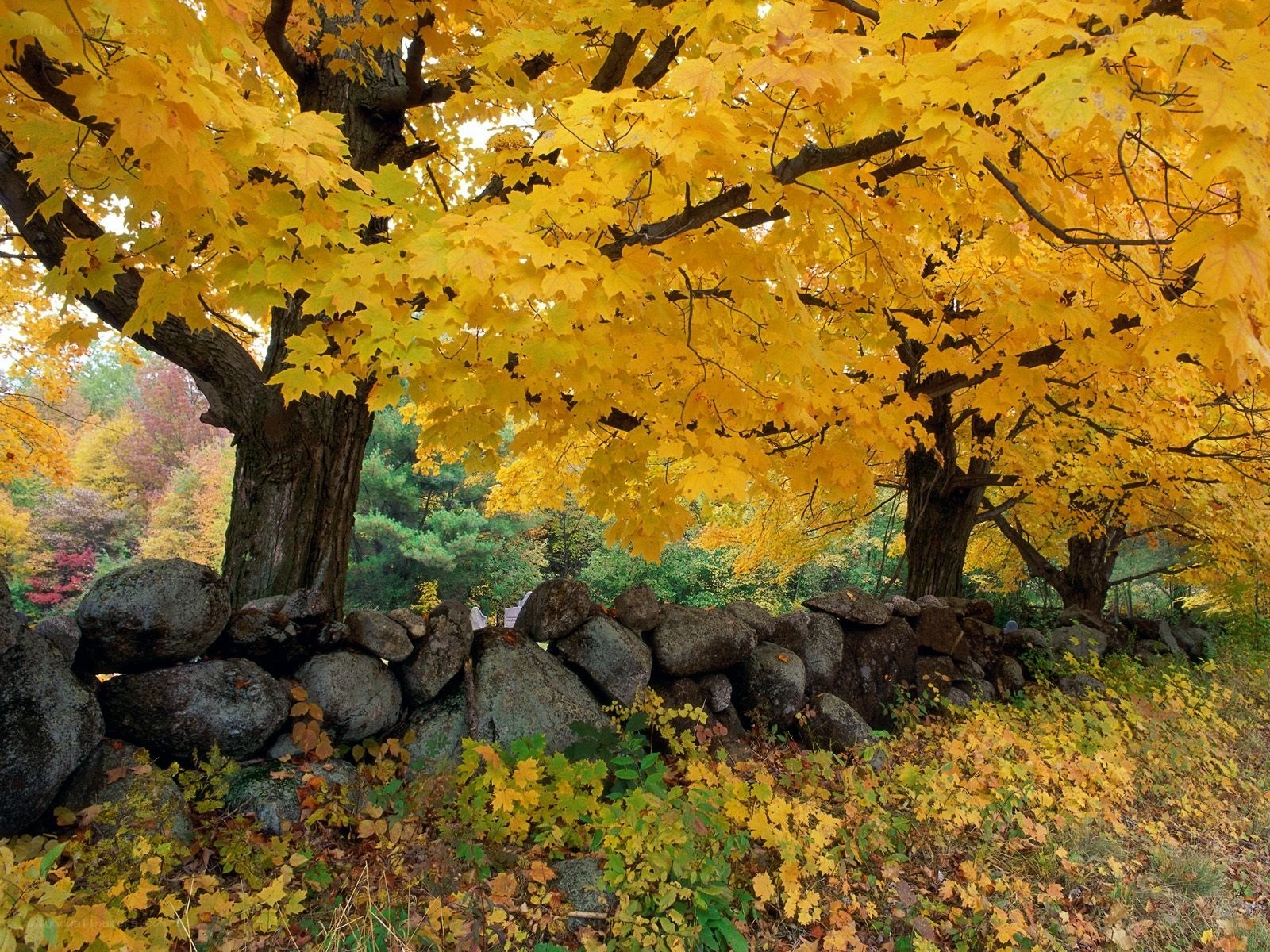 Autumn trees over stone wall