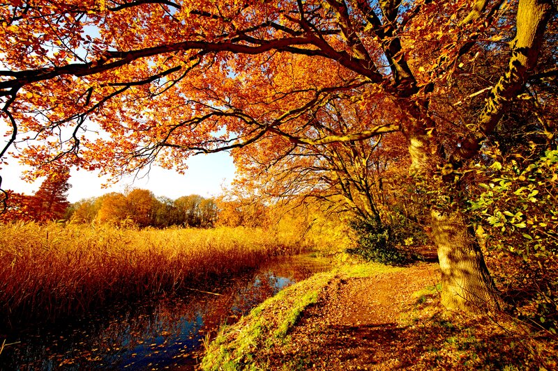 Autumn Trees over Stream — Orange, Serene, Photograph, Path