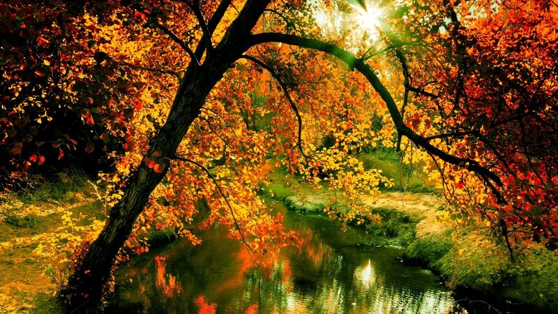 Autumn Trees over Stream — Orange, Serene, Photograph, River