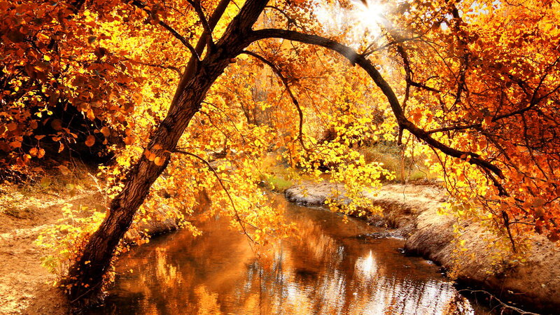 Autumn Trees over Stream — Orange, Serene, Photograph