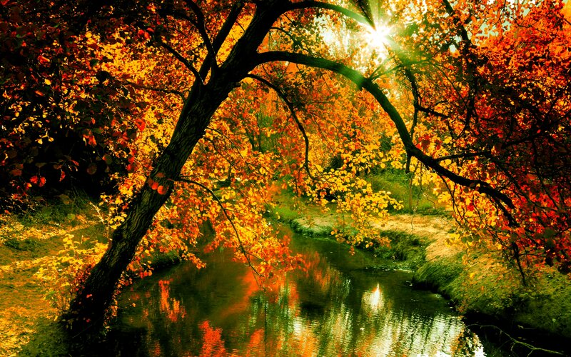Autumn Trees over Stream — Orange, Serene