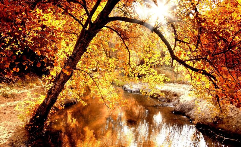 Autumn Trees over Stream — Orange