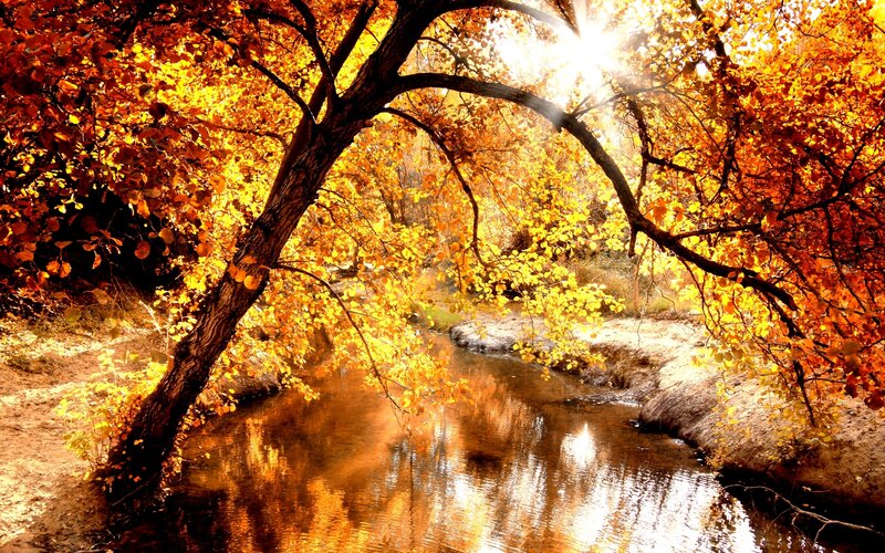 Autumn Trees over Stream