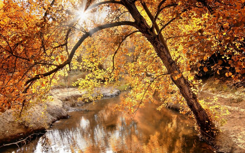 Autumn Trees over Stream — Yellow, Serene, Photograph