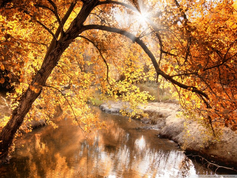 Autumn Trees over Stream — Yellow, Serene