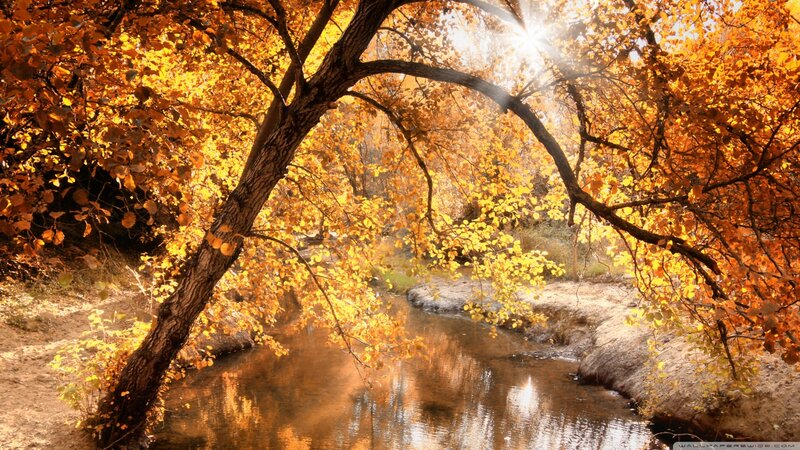 Autumn Trees over Stream — Yellow
