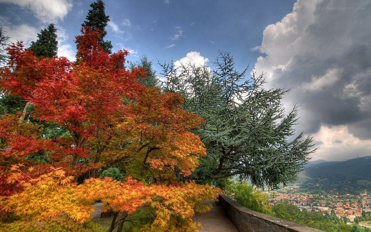 Autumn trees overlooking a town