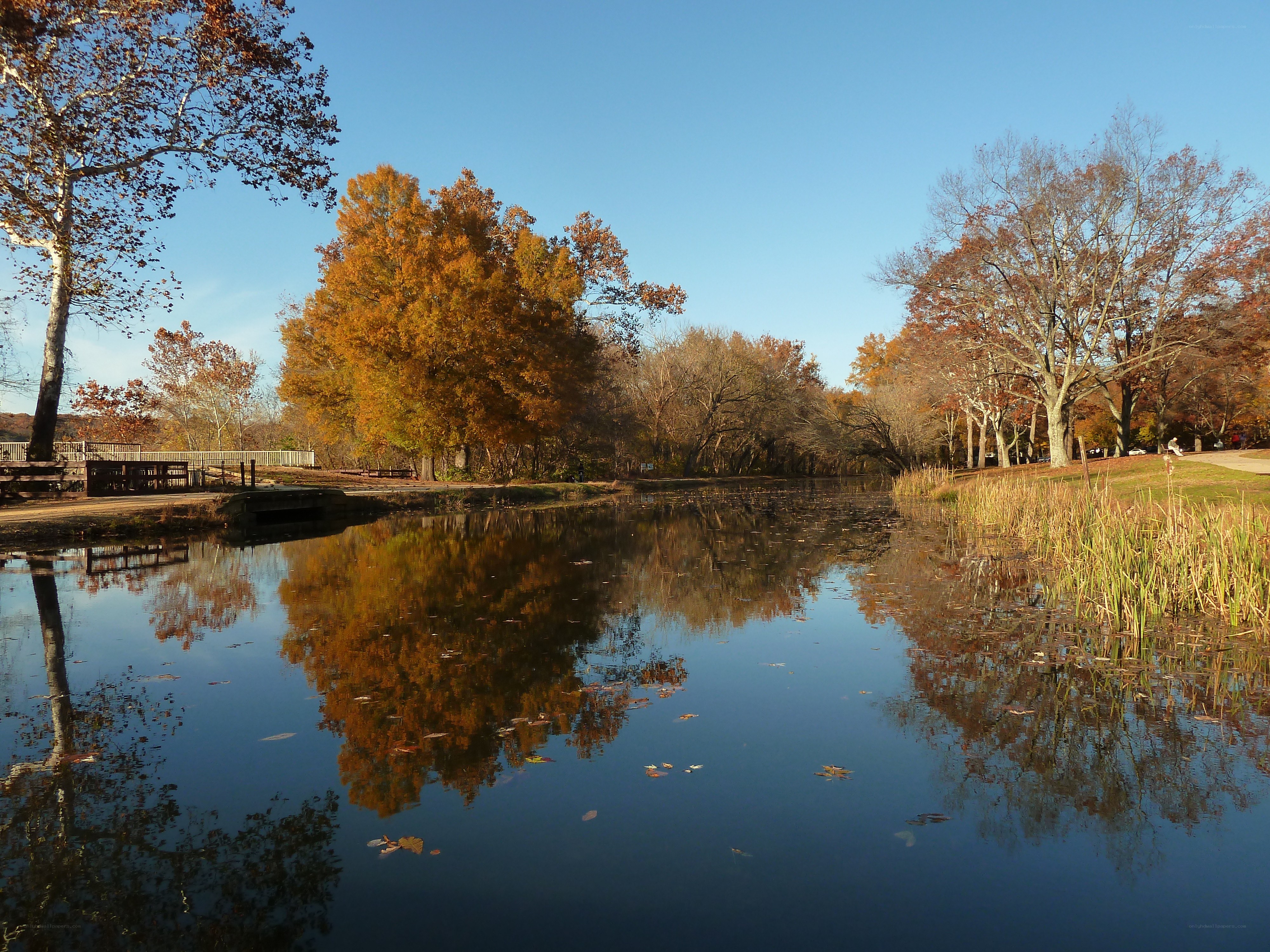 Autumn trees reflect in calm pond