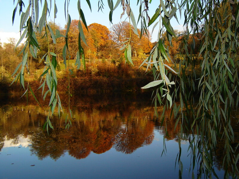 Autumn Trees Reflected — Blue, Serene