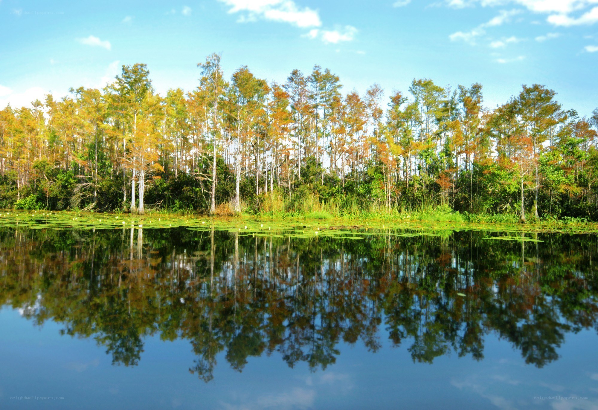 Autumn trees reflected in a calm lake