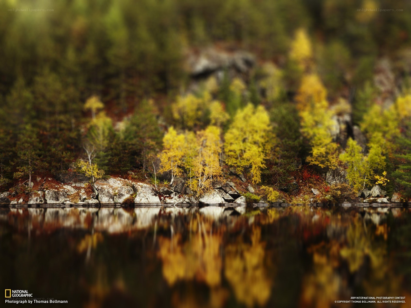 Autumn trees reflected in a lake
