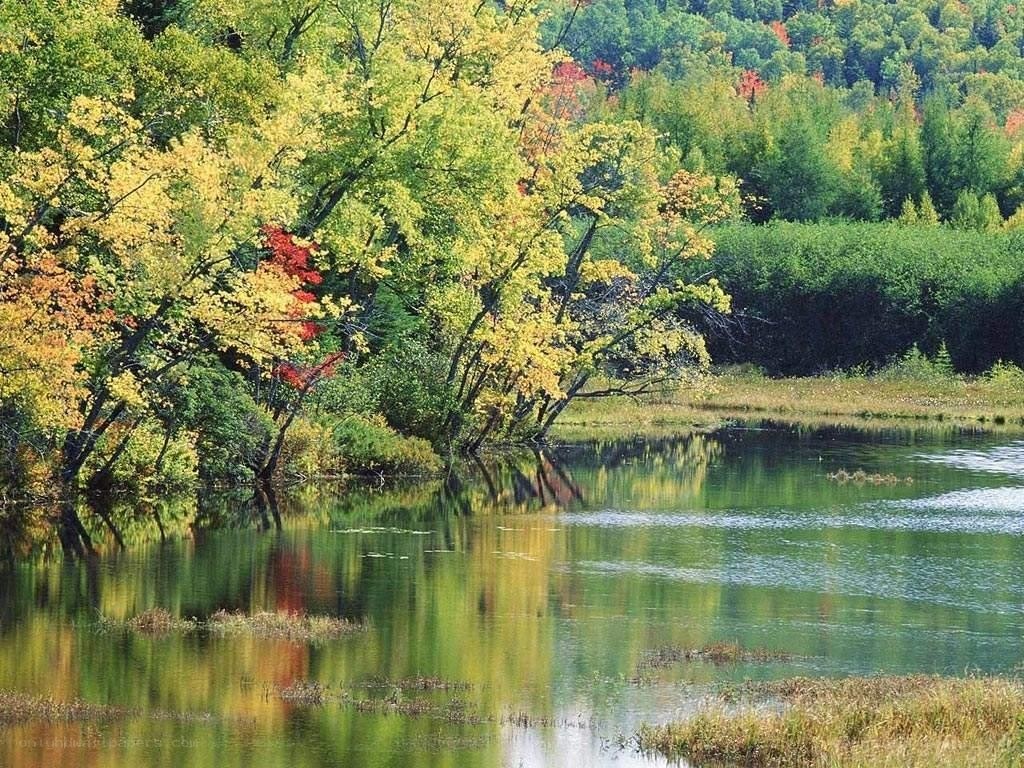 Autumn trees reflected in a lake